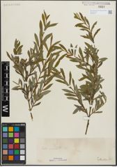 Foto von Salix purpurea L.